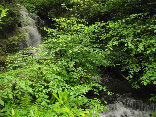 Harmby Waterfall